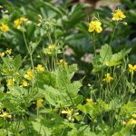 Schöllkraut in der Blüte