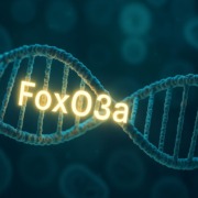 3D-Darstellung einer DNA-Helix mit leuchtend markiertem FoxO3a-Gen als Symbol für Langlebigkeitsforschung