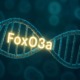 3D-Darstellung einer DNA-Helix mit leuchtend markiertem FoxO3a-Gen als Symbol für Langlebigkeitsforschung